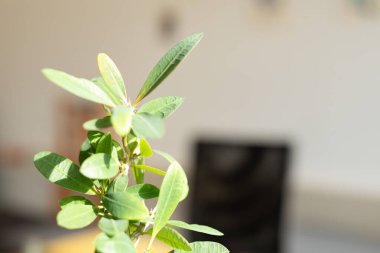 Yumuşak Arkaplanı Olan Yeşil Bitkinin Yakın Çekimi