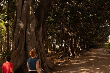 Ağaç koruluğundan geçen bir patika kalın düğümlü bir tr ile.
