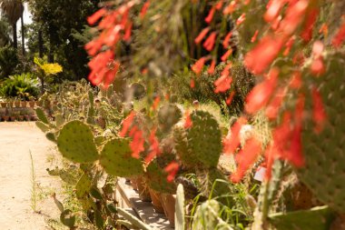 Kırmızı çiçekli bir sıra dikenli armut kaktüsü