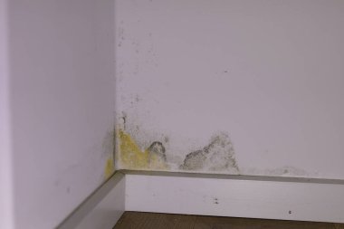 Wall Corner Stock Fotoğrafında Küf Hasarı