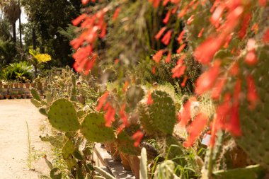 Kırmızı çiçekli bir kaktüs bahçesine yakın çekim
