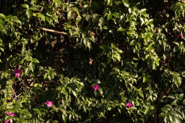 Canlı Mor Bougainvillea Çiçekleri Yemyeşil Yeşillikte