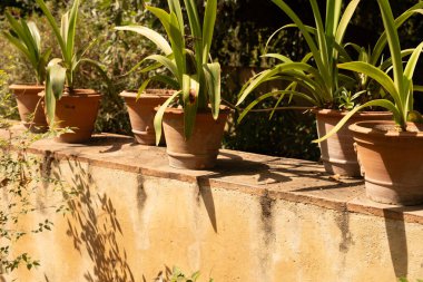Dört saksı bitkisi taş bir duvarın üzerinde duruyor. Gölgeler dökülüyor. 