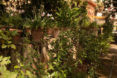 Taş bir duvar boyunca pembe çiçekli bir sıra saksı bitkisi