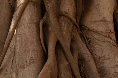 Karmaşık Ağaç Gövdesi Dokusu Yakın plan