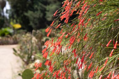 Sersemletici Mercan Çanları Çiçekler Açtı