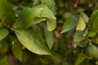 Yeşiller, Yapraklar ve Olgunlaşmamış Meyveler