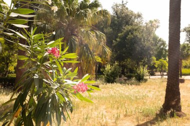 Bereketli, güneşli bir gardıropta açan canlı pembe bir çiçek.