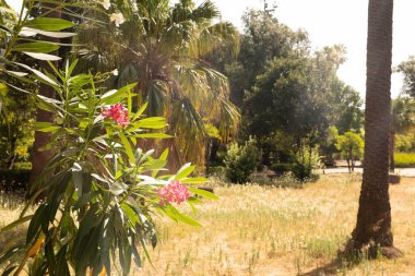 Güneşli bir bahçede, yapraklı bir dalda pembe çiçekler açar.