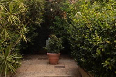 Saksı bitkisi ile Akdeniz Bahçesi Yolu