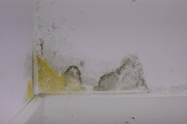 Duvar Köşesindeki Küf Hasarı: Onarım & Önleme