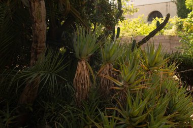 Kalın yeşil aloe vera bitkileri gölgede vahşice yetişir.