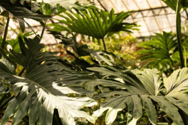 Güneş ışığı, yemyeşil bir tropik bitkinin yapraklarının arasından süzülür.