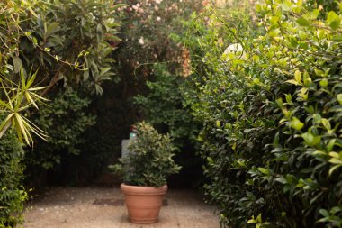 Yeşillik ve Saksı Bahçede