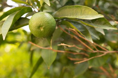 Yeşil bir kireç, narenciye ağacının dalından sarkıyor.