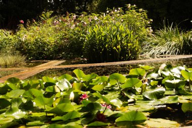 Berrak Nilüferler ve Çiçeklerle Serene Garden Gölü