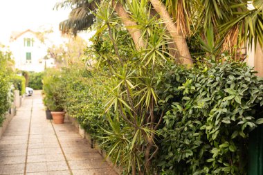 Tropikal bitkilerle dolu yemyeşil Yol