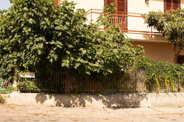 Lif İncir Ağacı ve Çitli Akdeniz Evi