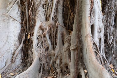 Antik Ağaç Kökleri: Karmaşık Doku ve Desen