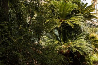 Arkasında bir bina olan yemyeşil bir orman.