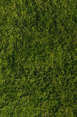 Yaz ve Doğa için Yeşil Çimen DokusuName