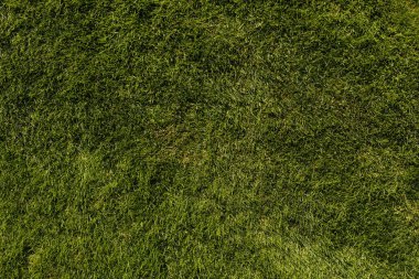 Doğal arkaplan için yeşil çimen dokusu genel görünümü