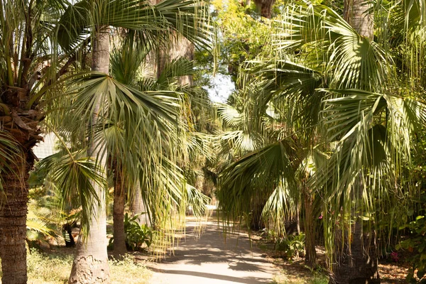 Palmiye ağaçlarının arasından geçen bir patika.