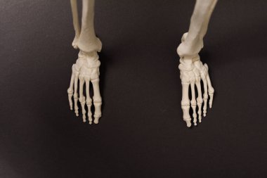 İnsan İskelet Ayakları: Detaylı Anatomik Görünüm, Tıp Çalışması Konsepti