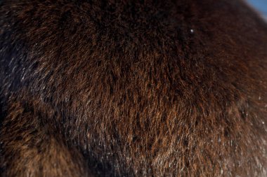 Sıcak Tonlu Kahverengi Kürk Dokusunun Yakın Çekimi