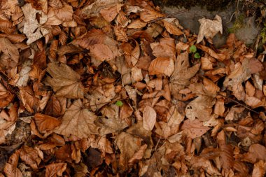 Ormanda Sonbahar Yaprakları, Dökümlü Sonbahar Arkaplanı