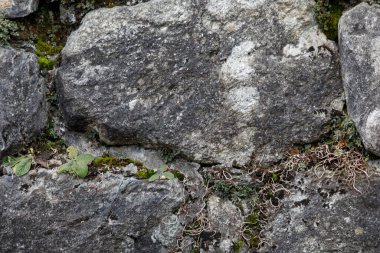 Kaba taş duvarın bitkisel yaşamla yakın çekimi