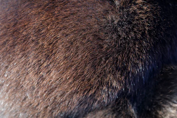 Koyu kahverengi kürk desenli hayvan kürkünün detaylı görüntüsü..