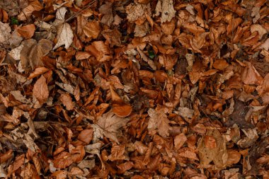 Sonbahar orman tabanı, yapraklar, doğal arka plan, sonbahar mevsimi renkleri