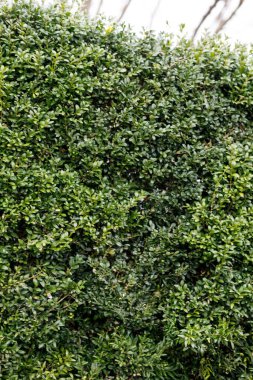 Yoğun Yeşil Çit Kapatma: Doğal Arkaplan