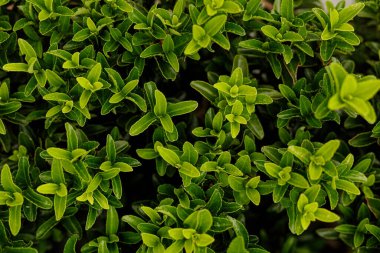 Canlı Yeşil Çalı Doku Arkaplanını Bırakıyor