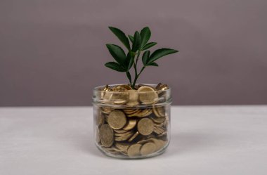 Büyüyen para kavramı: Bozuk para kavanozundan filizlenen bitki, finansal büyüme fikri