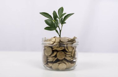 Para Büyüyen Kavanozda Bozukluklarla Yeşil Bitki