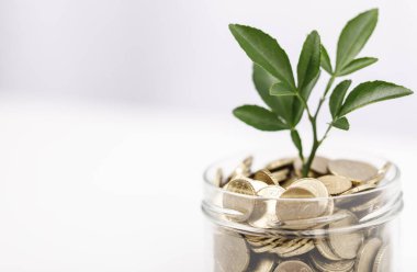 Para Yetiştirme Konsepti: Bozuk Para Kavanozunda Bitki Büyümesi, Yatırım, Tasarruf, Büyüme