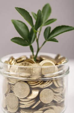 Yatırım büyümesi ve tasarrufu temsil eden kavanozda büyüyen para fabrikası