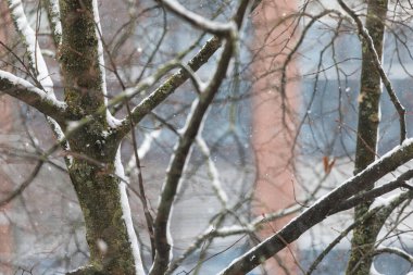 Kış sahnesi: Ağaçlar kentsel zemin karla kaplandı