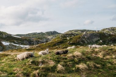 Norveç dağlarında bir tarlada koyun