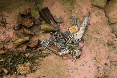 Ölü kuş yerde uzanıyor. Geriye sadece iskelet kaldı..