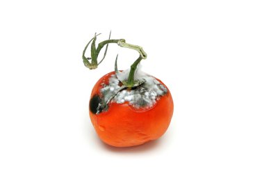 Beyaz arka planda izole edilmiş çürük bir domates resmi..