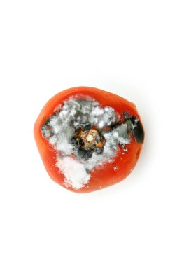 Beyaz arka planda izole edilmiş çürük bir domates resmi..