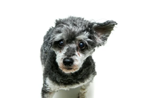 Cruce Lindo Shi Tzu Caniche Sentado Mirando Tímido Divertido Aislado — Foto de Stock