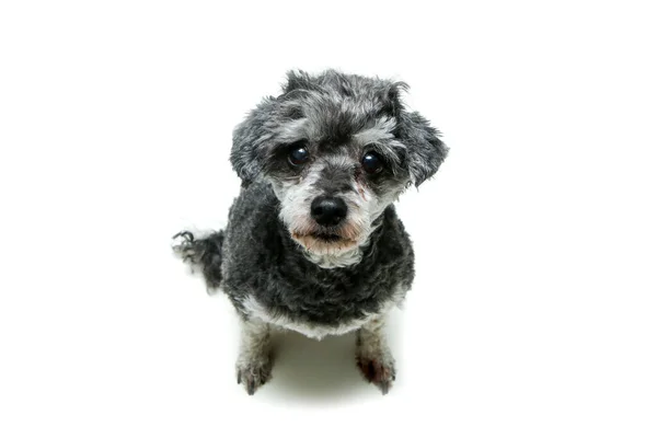 Cruce Lindo Shi Tzu Caniche Sentado Mirando Tímido Divertido Aislado — Foto de Stock