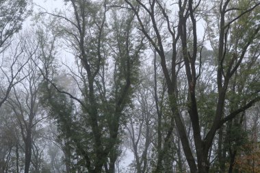 Sonbaharın sonlarında, sisli bir sabah boyunca açık dalları olan bir orman..