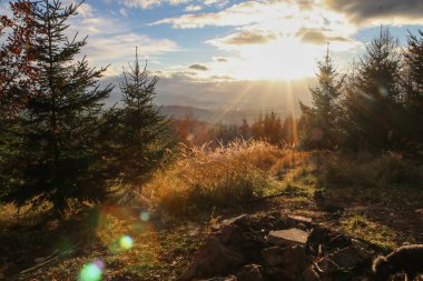 Sonbahar boyunca güzel ve renkli bir çekiç. Parlak güneşli bir günde kırmızı ve sarı ormanlar.
