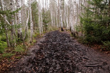 Huş ağacındaki turistler için çamurlu yol. Orada yürümek zor..