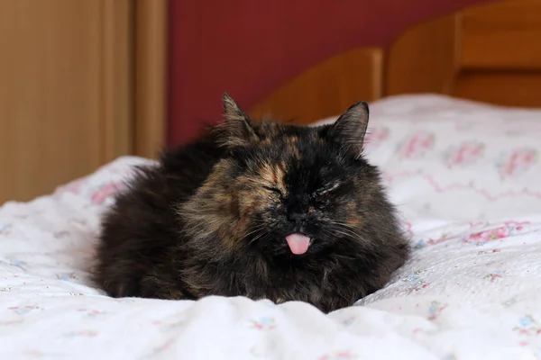 The furry cat lies in the bed with the tongue stuck out. Looking quite funny, dull or disgusted, but it is because of the gum disease.